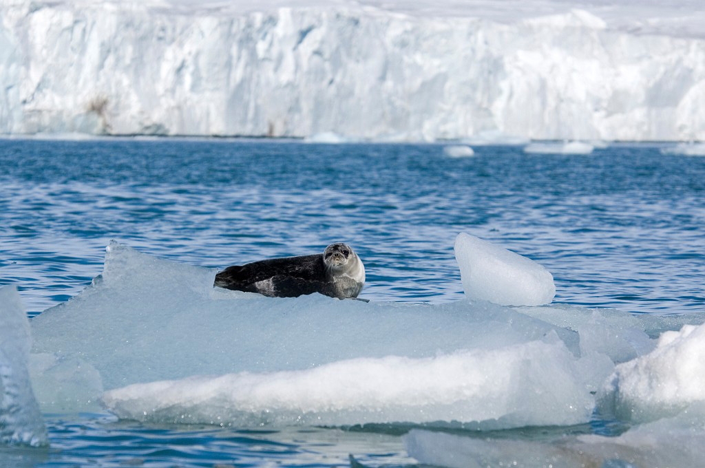 2807 Isispynten Ringsal02.jpg - Ringed Seal (Phoca hispida) Ringsæl, Spitsbergen Norway July 2008